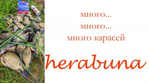 Много карася на херабуну