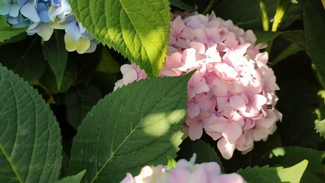 Невероятное окрашивание соцветий крупнолистной гортензии (Подмосковье)?