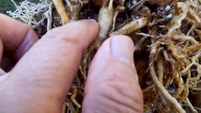 Adenium root cutting update смотреть онлайн