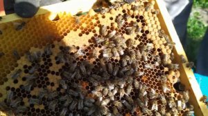 Выпускаем матку из-под колпачка. Матка стразу приступает к засеву.