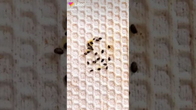 Как сажать киви смотреть онлайн