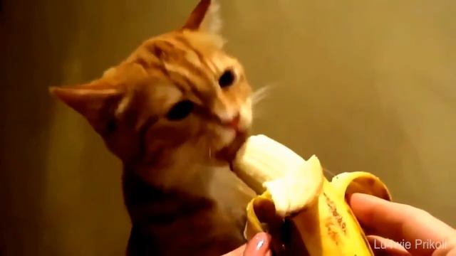 Веселые коты! Подборка смешных кисок! Часть 2. смотреть онлайн