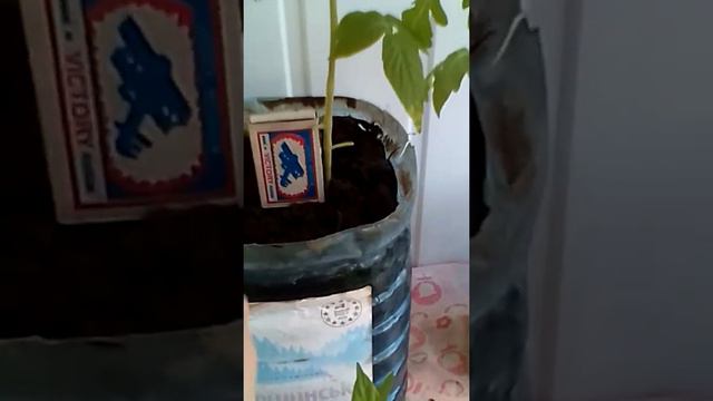 Тома- черри "Линда" и Базилик смотреть онлайн