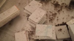 Чем кормить мальков австралийских раков? Живой корм для АККРОВ