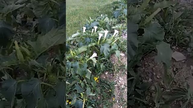 Сонник Цветок дурмана во снах.mp4 смотреть онлайн