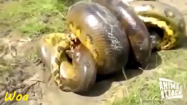 Giant Anaconda vs python attack Crocodile Compilation смотреть онлайн