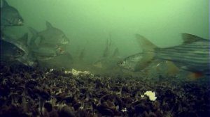 ДОБАВЬ ЭТИХ СЕМЯН В ПРИКОРМКУ! Зимняя прикормка на Леща и Плотву! Подледная съемка