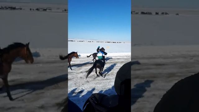 Бега в Верхнеуральске скачка 2000м смотреть онлайн