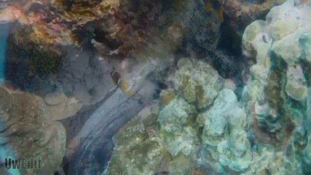 Дайвинг на Красном море, Хургада, Египет. Ноябрь 2023. смотреть онлайн