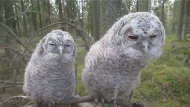 Приколы с СОВАМИ новинка смотреть онлайн