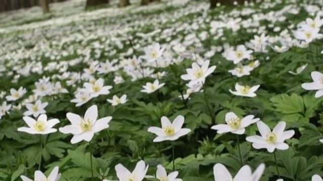 Весна..... смотреть онлайн