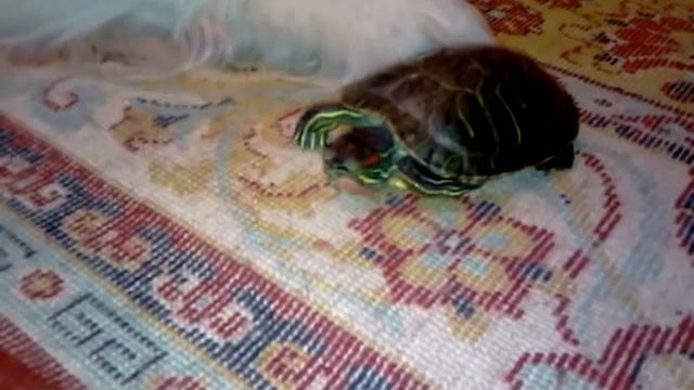 Красноухая черепаха и Голден Ретривер, часть 2 смотреть онлайн