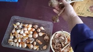 Луковицы тюльпанов из подаренного букета, как хранить, что делать?! ?