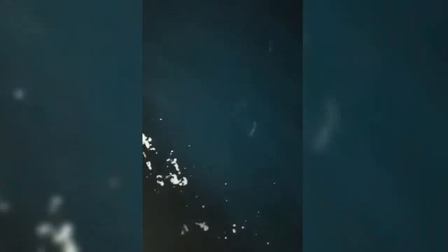 КОГДА КАЛЬМАР ОХОТИТСЯ НА ПОВЕРХНОСТИ смотреть онлайн
