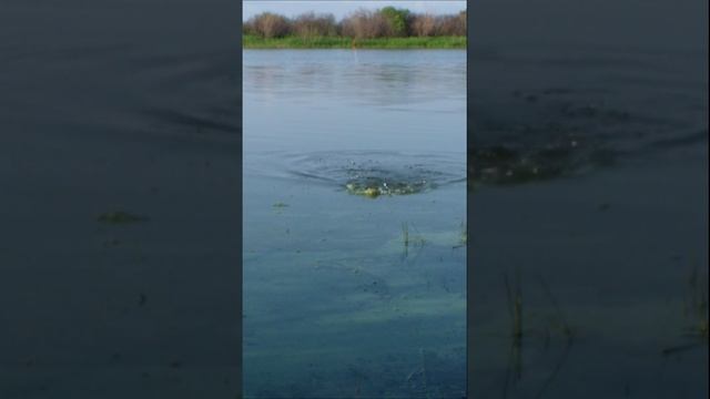 карась на поплавок смотреть онлайн