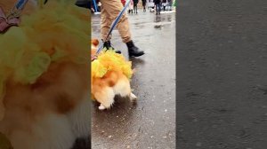 Трендовые юбки для людей и для собак