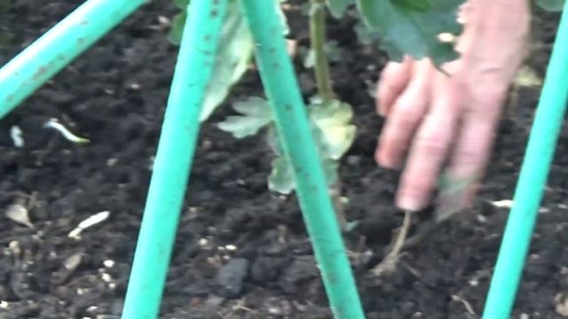 Хризантема ИНДИЙСКАЯ 'Первое сентября'. С днём ЗНАНИЙ! смотреть онлайн