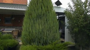 Интересный эффект и как я формирую можжевельник китайский Спартан.