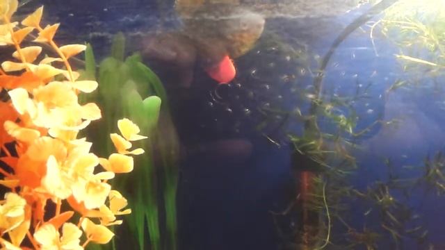 Самец гурами собирает икринки и охраняет гнездо смотреть онлайн