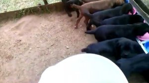 Кормление кане корсо