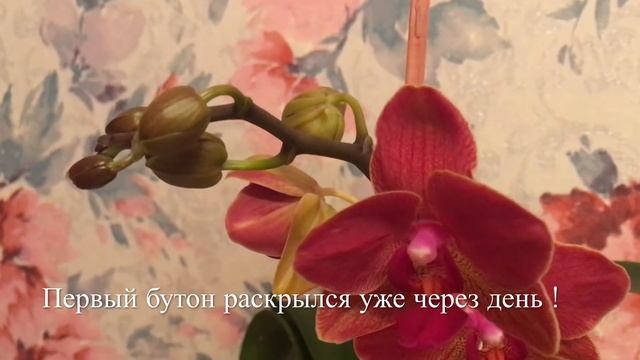 ?Касторовое Масло. Уникальная Подкормка Для Цветов. смотреть онлайн