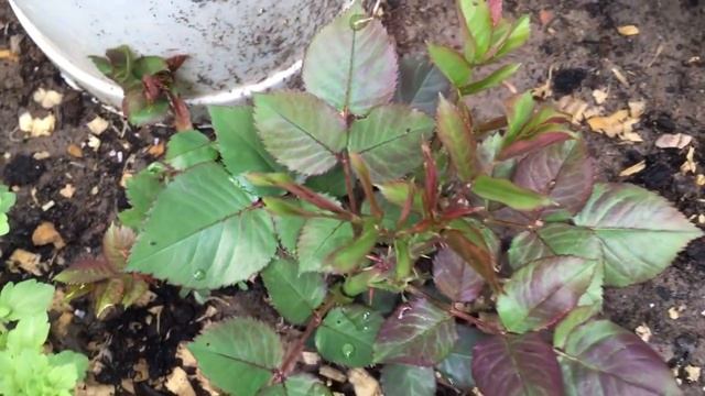 Все розы в бутонах! Какие саженцы лучше развиваются, оригинальные или неоригинальные? Обзор роз смотреть онлайн