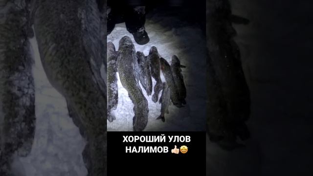 УЛОВ НАЛИМОВ #рыбалка #продольники #зима #рыбалканальду #лунка #трофей #налим #рыба #река смотреть онлайн