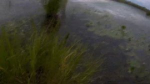 Приморский край. Рыбалка на #ЗМЕЕГОЛОВА. Небольшое #озеро