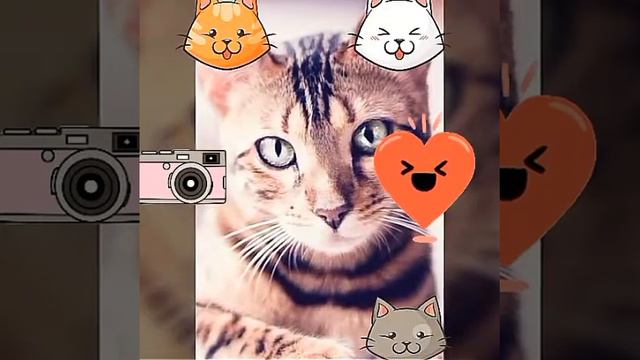 Давайте вместе посмотрим на котиков!!!!!!!!!!! смотреть онлайн