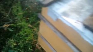 Утепление пчел на зиму. Зимовка пчел с Фольгоизол. Экспериментальный вариант зимовки пчел