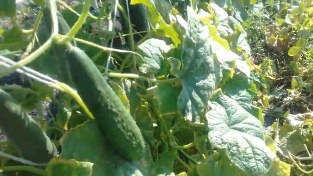 Мой любимый сорт огурцов АПРЕЛЬСКИЕ.  16.08.2018г.