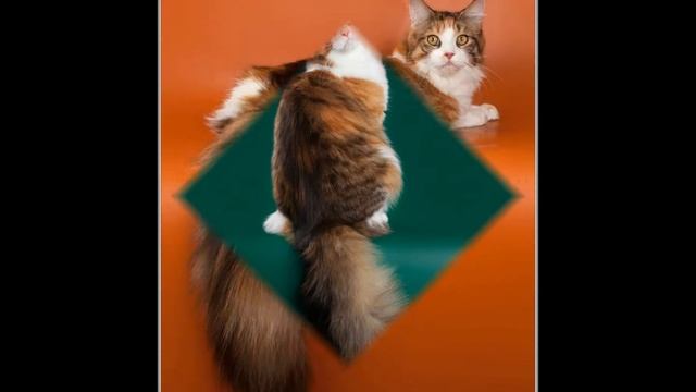 VICTORY питомник мейн кунов смотреть онлайн