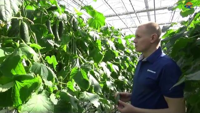 Огурец Арагорн F1