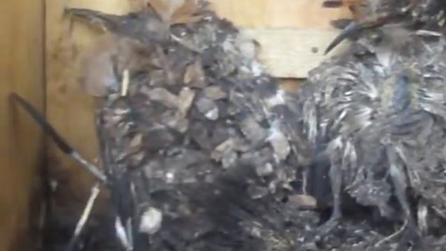 Dudek (Upupa epops, Hoopoe) 2018 смотреть онлайн