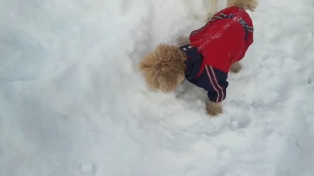 Тоша и Криста 09.02.19 смотреть онлайн