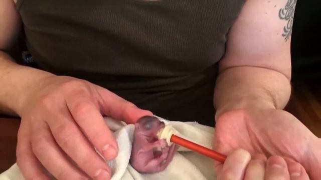 Девушка нашла это крошечное животное в своей кровати Вы только посмотрите, каким оно стало теперь! смотреть онлайн