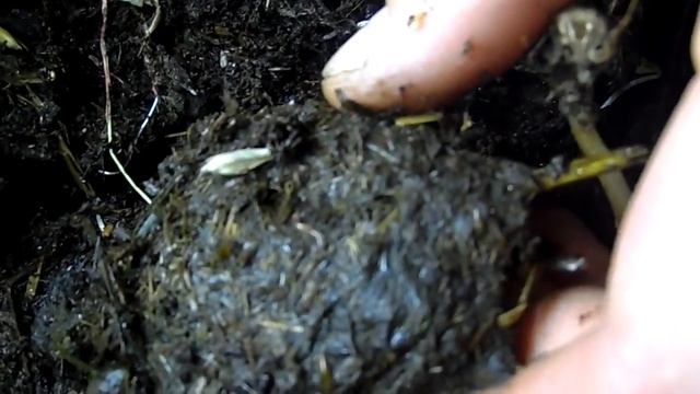 Кормление калифорнийского червя навозом КРС.