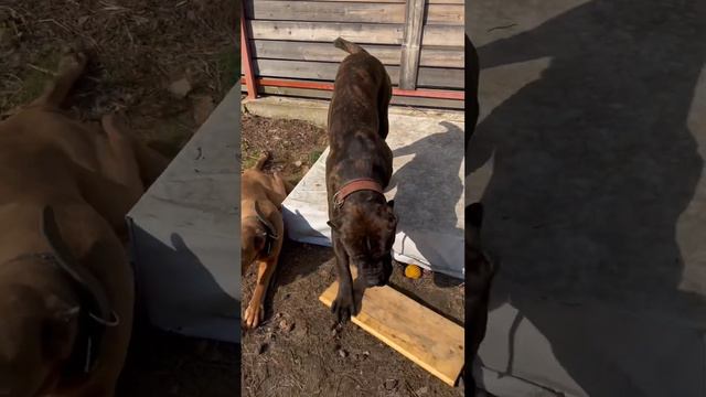 Кане Корсо опасно для здоровья😂 даже от большой любви могут тебя завалить. #love #москва #канекорсо смотреть онлайн