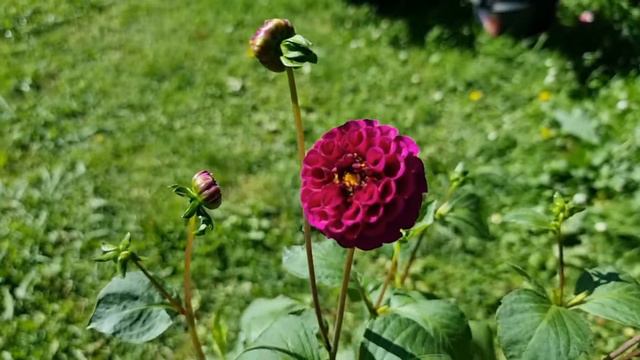 Rococo Dahlia
