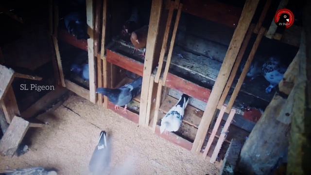 ටයිම් පරවි නිවැරදිව පුරුදු කරගමු/how To Training Timing Pigeon/SL Pigeon