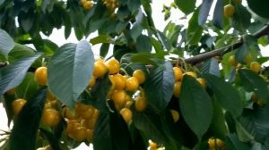 Черешня  Желтая Дрогана , урожай 2017 г.