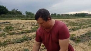 Клубника Альбион на соломе: какой результат