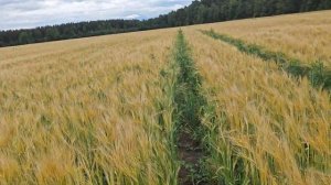 Ячмень яровой "Колдун". КФХ " Терра Ностра ".