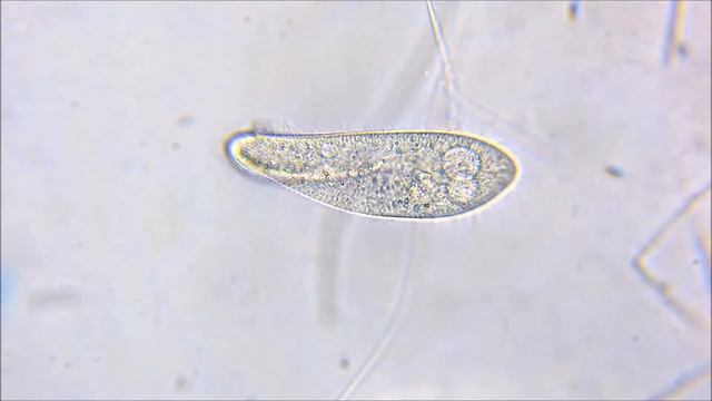 Инфузория туфелька. Светлое поле и поляризованный свет. 400х. смотреть онлайн