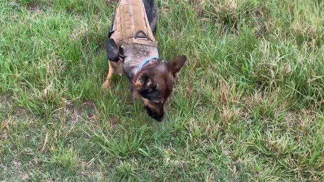 Do your German shepherd dogs eat grass? Mine is eating grass for more than 10mins смотреть онлайн
