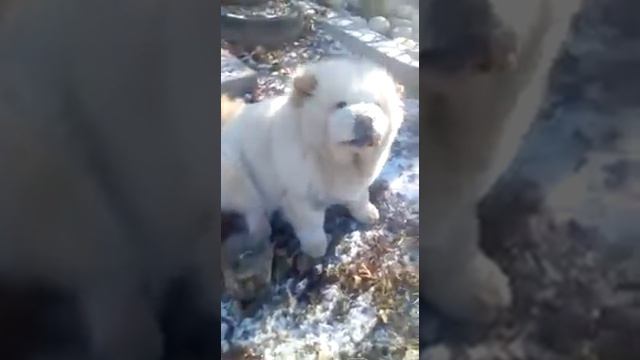 Щенок Чау Чау смотреть онлайн