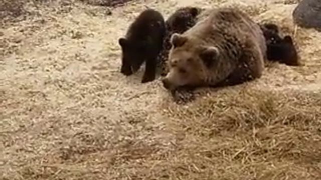 В зоопарке Швеции смотреть онлайн