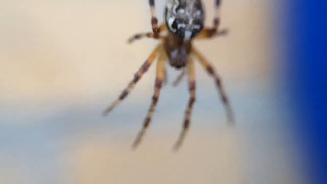 Макросъемка. Насекомые, черви, моллюски смотреть онлайн