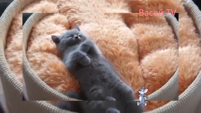 котенок очаровашка крепко спит смотреть онлайн