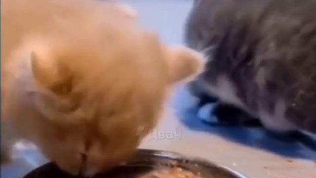 Работа тестировщиков смотреть онлайн